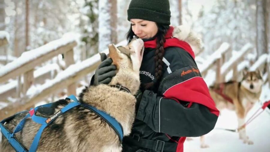 Husky Safari 1 Hour (10 Km) Small-Group Mushing Experience