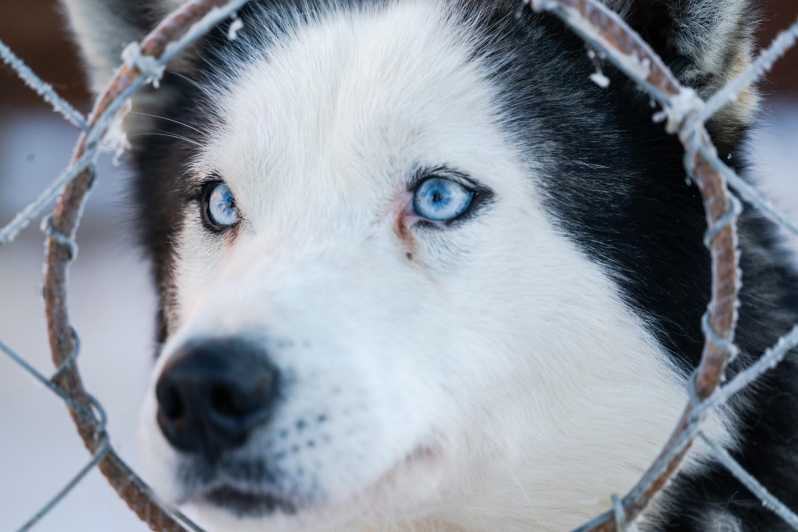 Husky Sledding Ride in Levi 5 KM