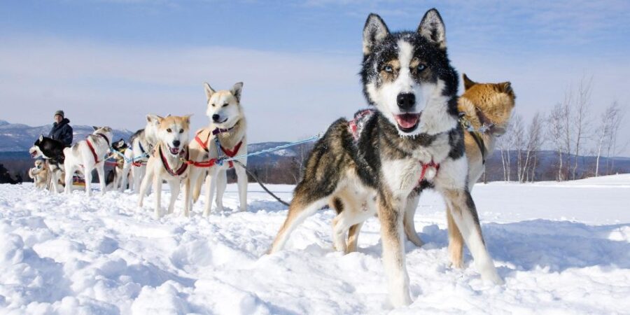 Husky Tour Experience in Levi - Itinerary Details