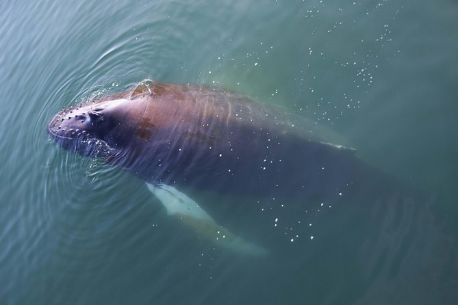 Iceland Super Saver: Northern Lights Cruise Plus Whale-Watching Tour From Reykjavik
