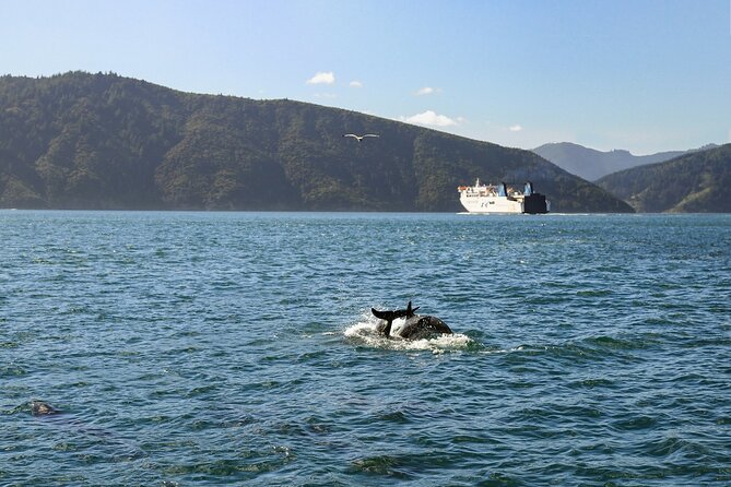 InterIslander Ferry – Picton to Wellington