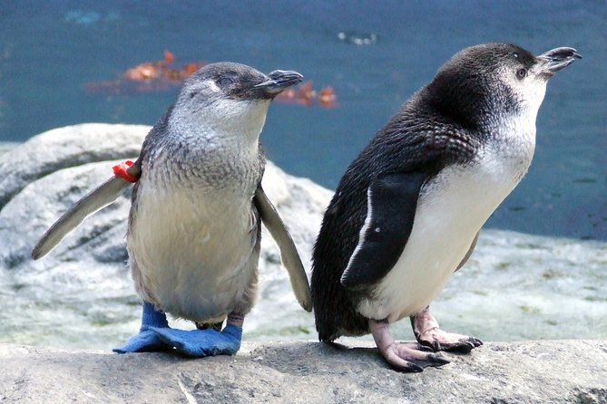 International Antarctic Center General Admission Ticket - Activities and Attractions