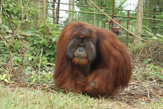 Ipoh & Orang Utan Island Day Tour From Kuala Lumpur - Tour Overview