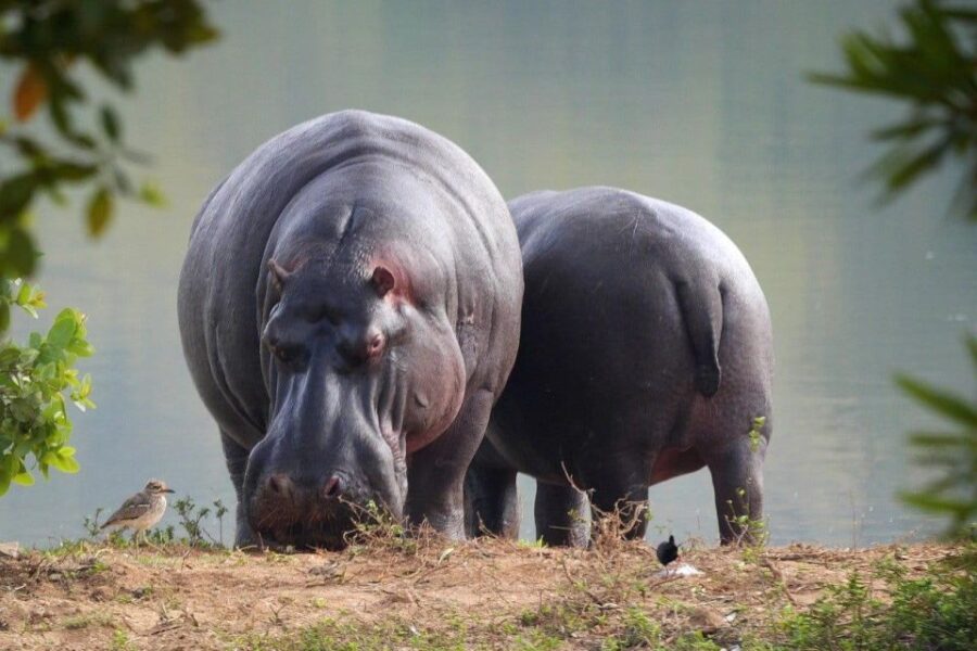 Isimangaliso Wetlands Park Full Day Tour From Durban
