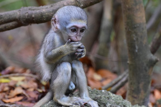 Island Adventure Harrisons Cave & Monkey Feeding Group Tour or Private Tour