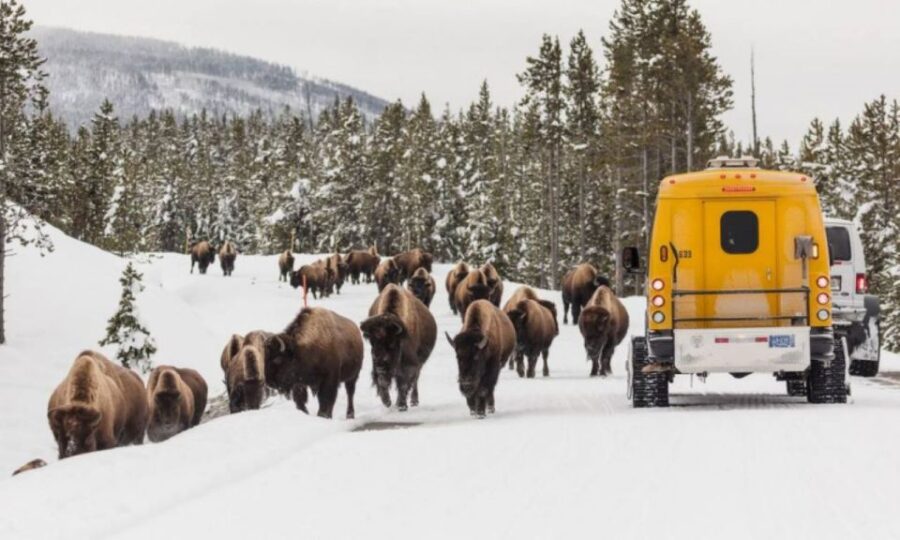Jackson: 4-Day Grand Teton & Yellowstone Winter Tour - Tour Overview and Pricing