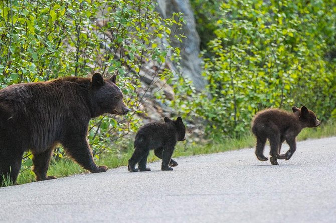 Jasper Wildlife and Waterfalls Tour With Maligne Lake Hike