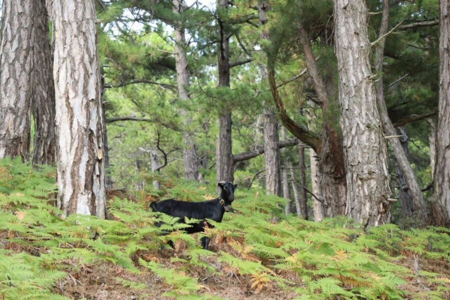 2 Best Safari Tours In Thasos
