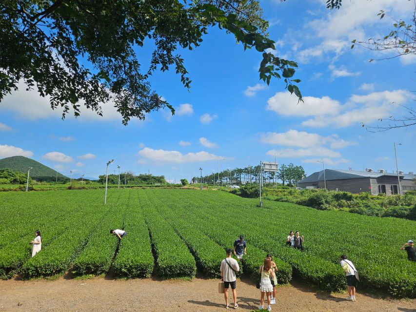 Jeju Island: Highlights Tour With Attraction Tickets & Lunch