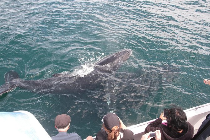 Jervis Bay Whale Watching Tour