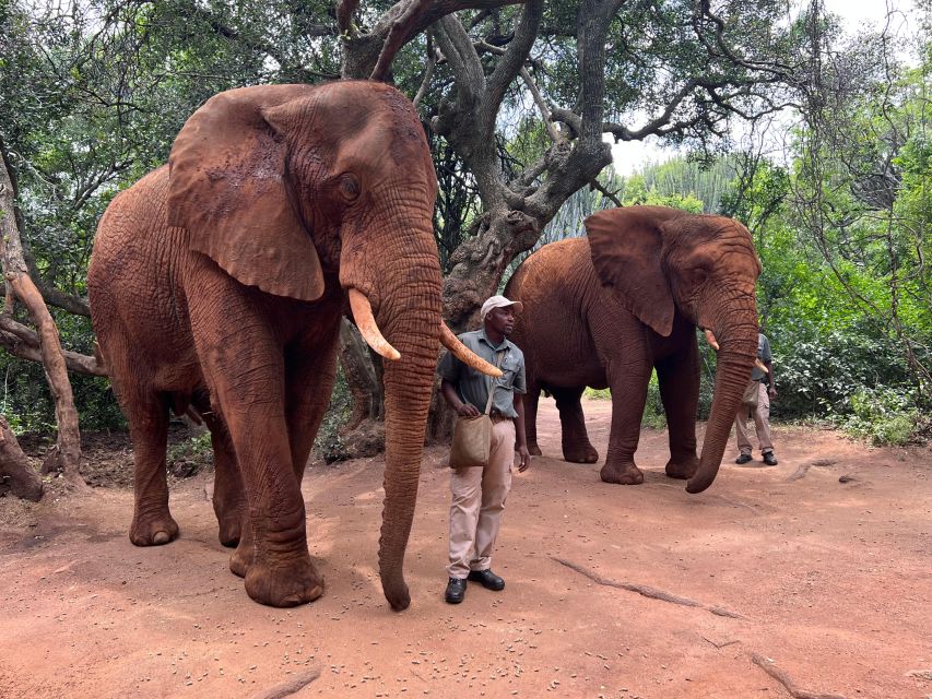 Johannesburg: Elephant and Monkey Sanctuary Half Day Tour