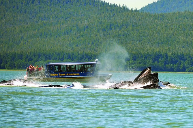 Juneau Whale Watching Adventure