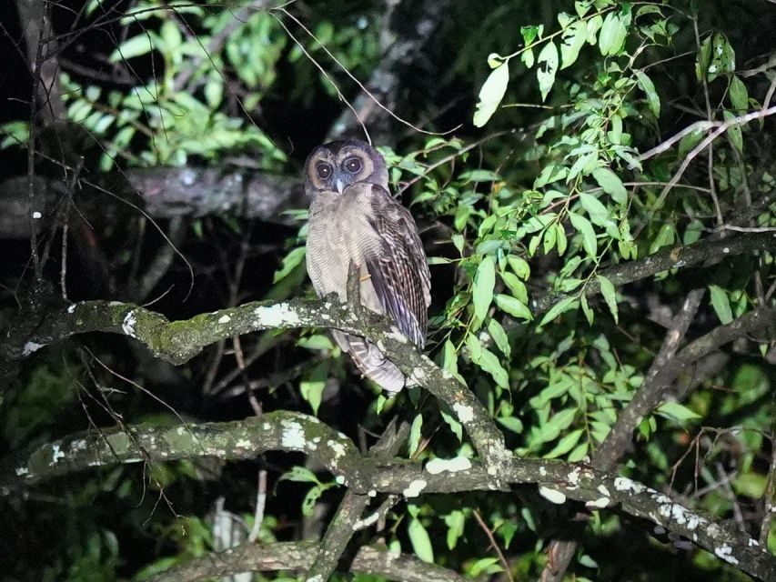 Jungle Night Tour : Finding Snakes and Night Species - Tour Overview