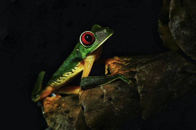 Jungle Night Tour - Tour Overview