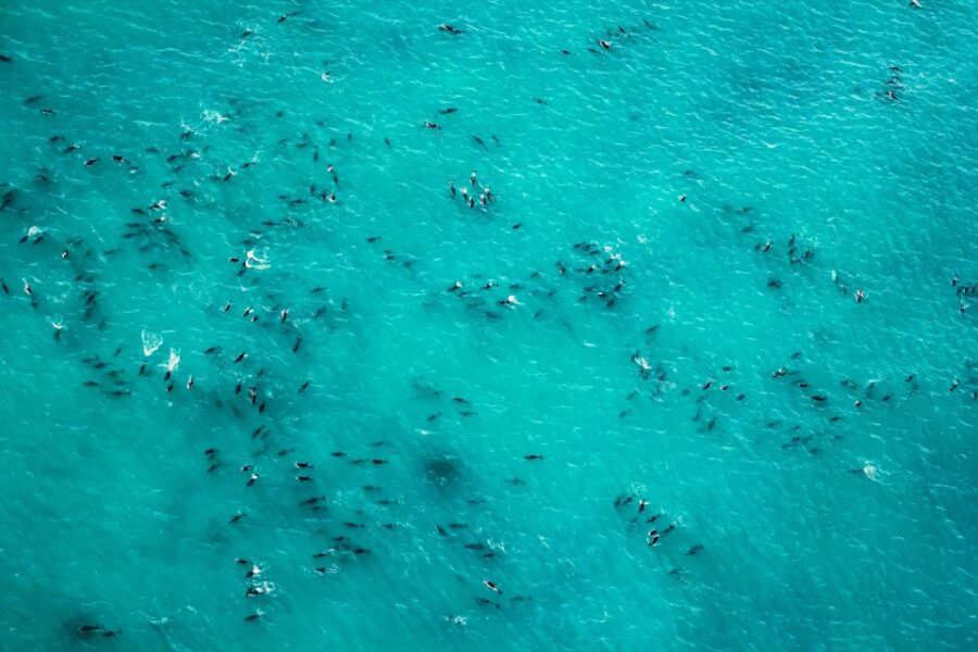 16 Best Whale Watching Experiences In Kaikoura
