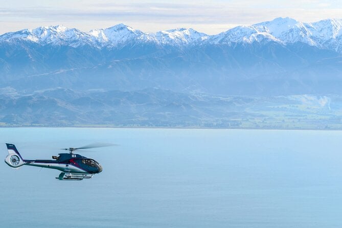 Kaikoura Whales