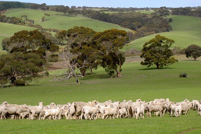 Kangaroo Island Luxury Small Group Island Life Full Day Tour