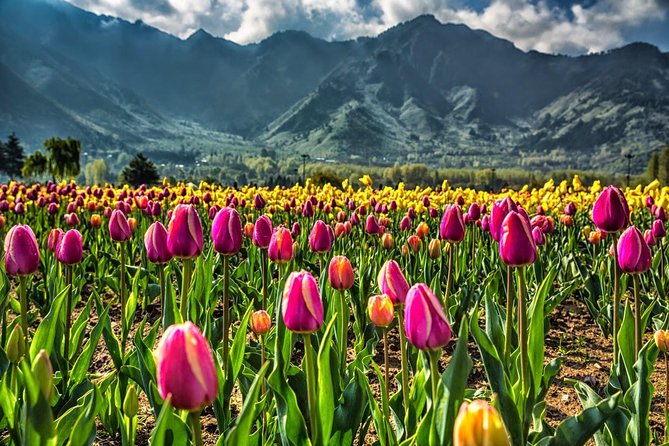 Kashmir Tulip Festival - Accommodation and Meals