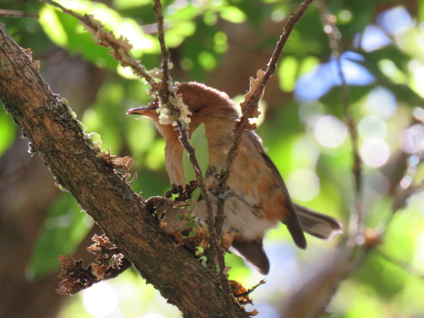 Kauai: Waimea Canyon & Kokeʻe State Park Private Tour