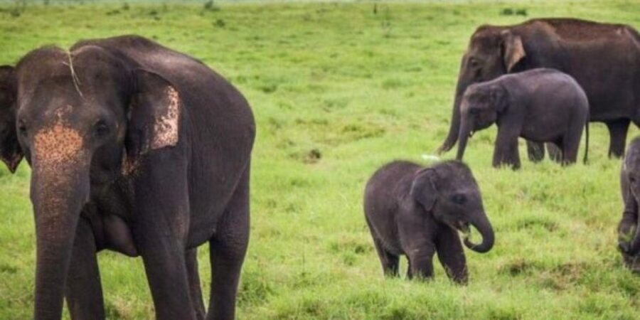 Kaudulla National Park: Afternoon Game Drive