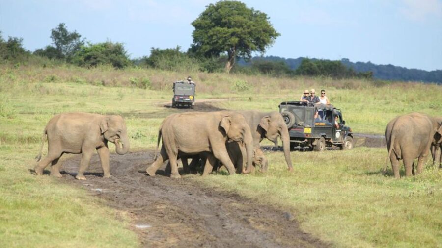 Kaudulla National Park-Elephant Gathering Safari
