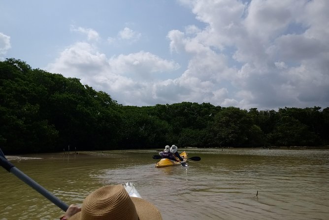 Kayak Through Mangroves to Secret Beach - Overview of the Tour