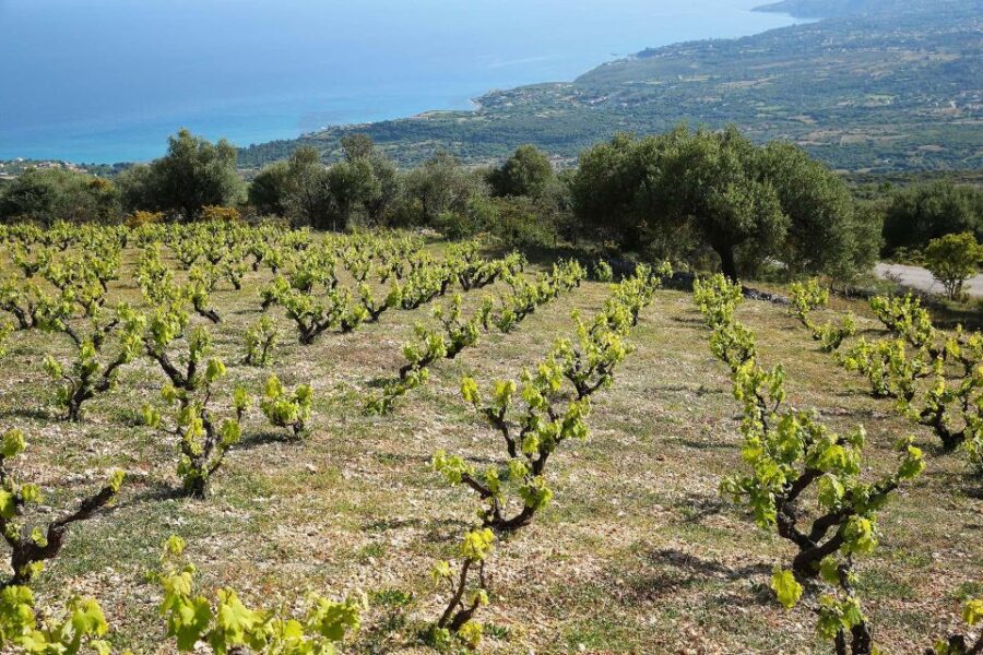Kefalonia Wine Adventure in 3 Wineries With Tastings - Tour Duration and Guide