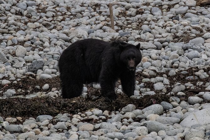 Ketchikan Whale Watching and Nature Tour - Tour Overview