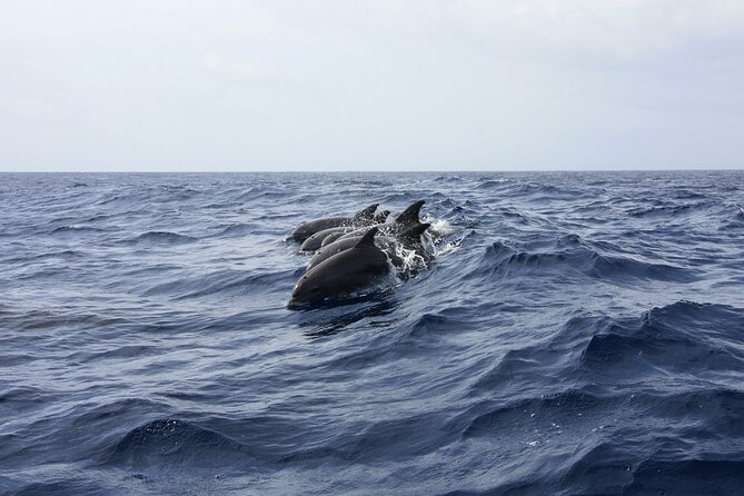 Key West: Dolphin Watching Cruise & Snorkeling Unlimited Beer & Soda - Tour Options