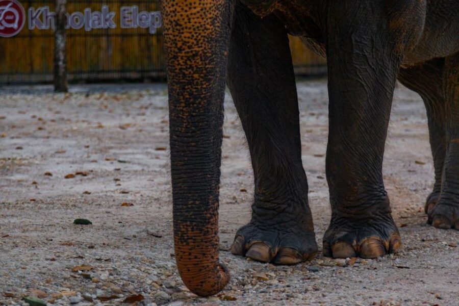 Khao Lak: 2-Hour Elephant Sanctuary Eco-Walk With Guided - Tour Overview and Pricing