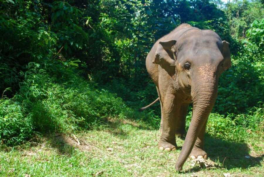 Khao Lak: Ethical Elephant Sanctuary Experience - Experience Overview