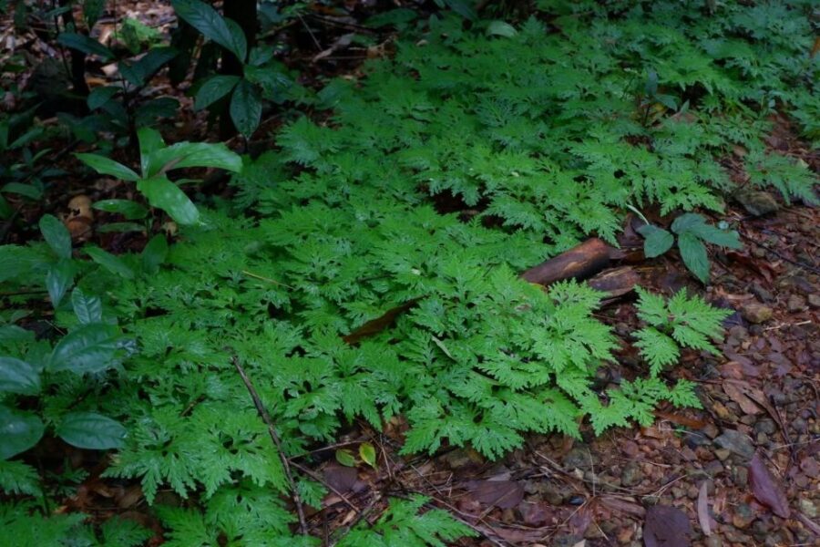 Khao Lak: Full-Day Khao Sok Jungle Walk and Canoeing Tour