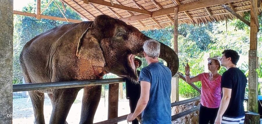 Khao Lak: Khao Sok Private Elephant Daycare & Bamboo Rafting