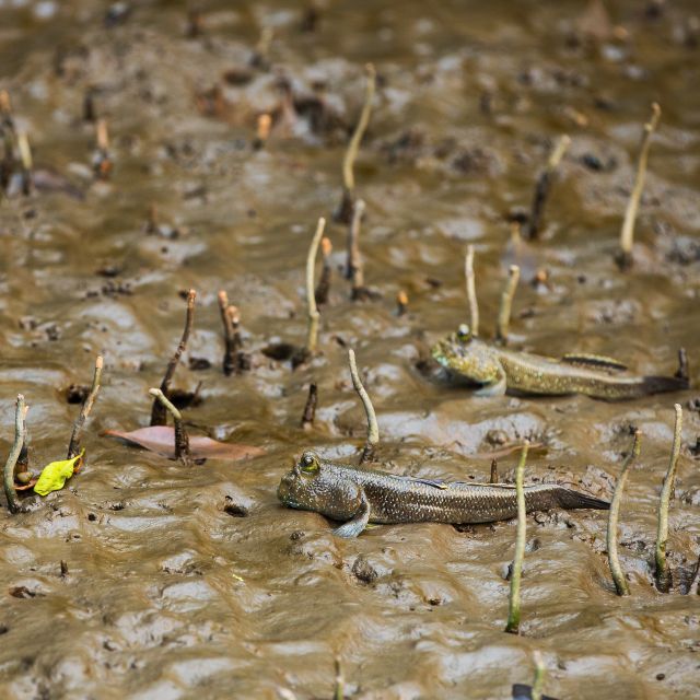 Khao Lak: Little Amazon Canoe Ride & Tam Nang Waterfall Tour