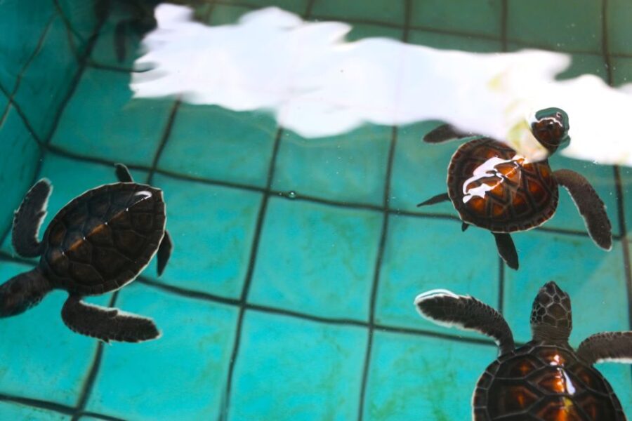 Khao Lak: Rafting, Elephant Bathing & Sea Turtle Center Tour