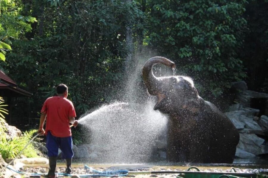Khao Lak: Unique Dawn Ethical Elephant Sanctuary Experience - Overview of the Experience