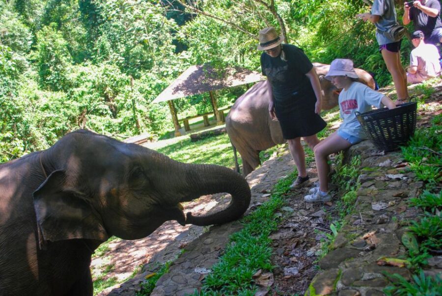 Khao Sok: Ethical Elephant Sanctuary Experience - Overview and Pricing