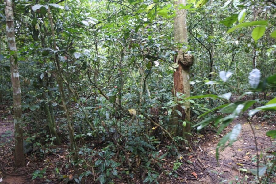 Khao Yai National Park Private Transfer With Optional Trek - Activity Overview and Pricing
