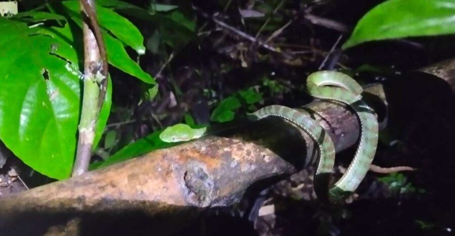 Khaosok Night Safari Experience (From Khaolak) - Overview of the Experience