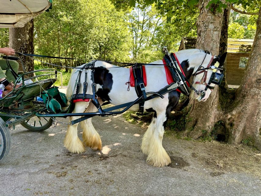 Killarney: Killarney National Park Private Tour