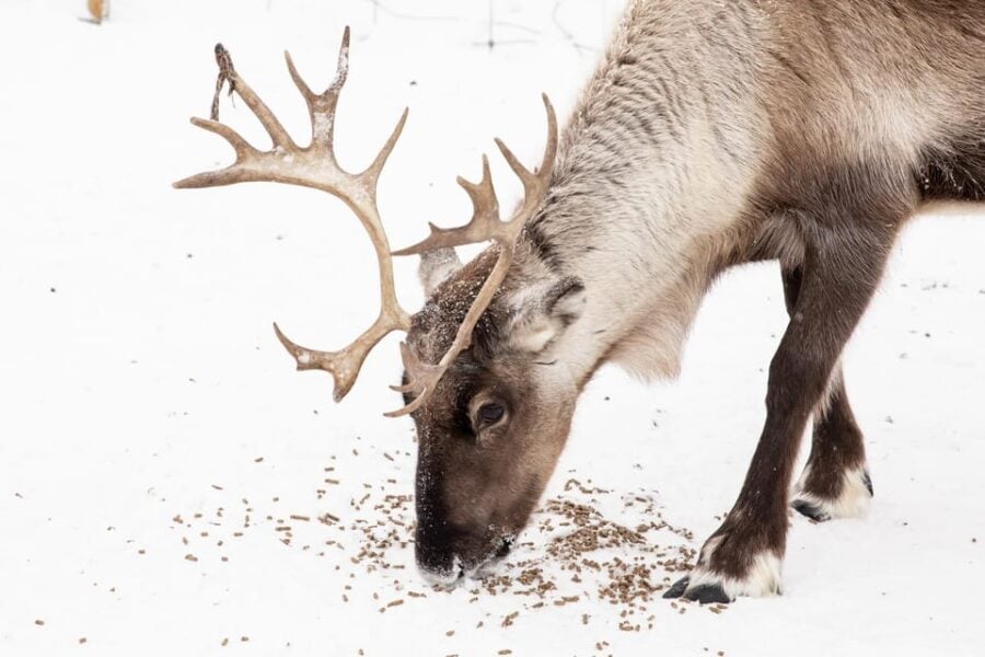 KIRUNA: Reindeer Sled Ride in the Countryside
