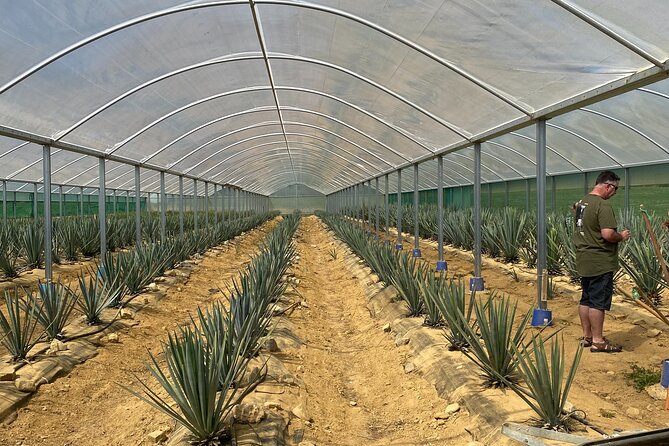 Kiwi Spirit Distillery Golden Bay – Visit New Zealands Only Tequila Farm!