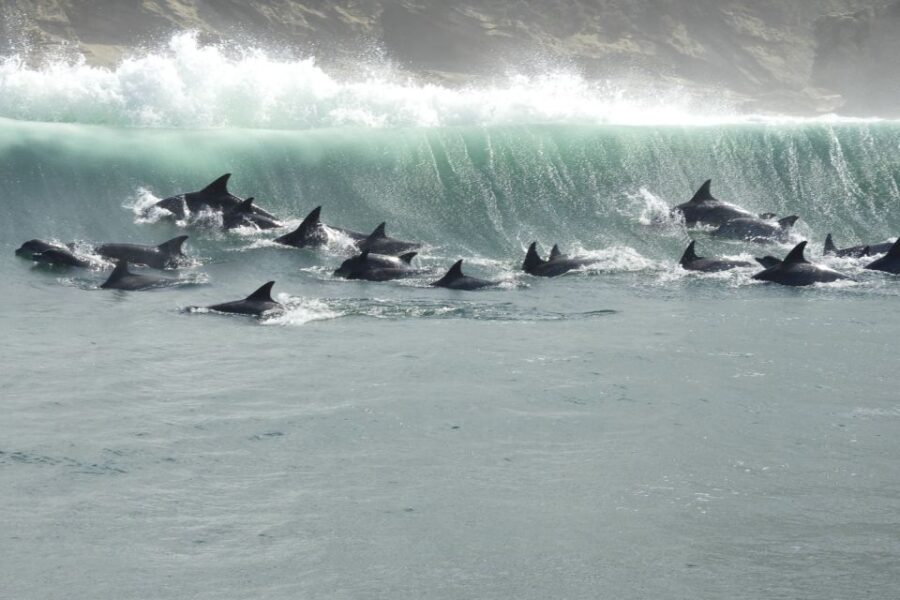 Knysna: Marine Life & Garden Route Coastline Tour