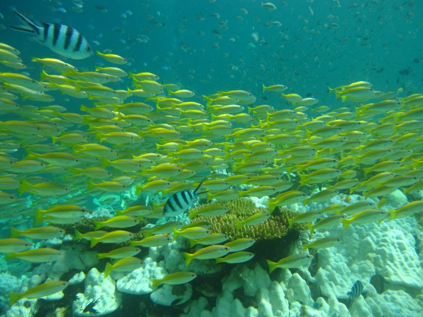 3 Best Scuba Diving Experiences In Ko Kut