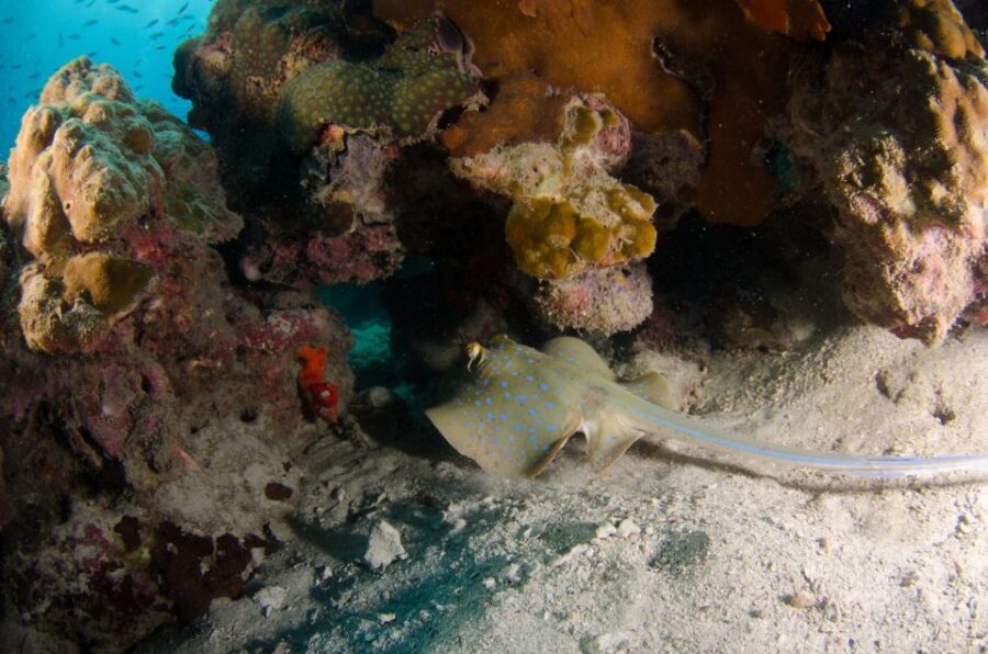 Koh Chang: 1-Day Diving Trip