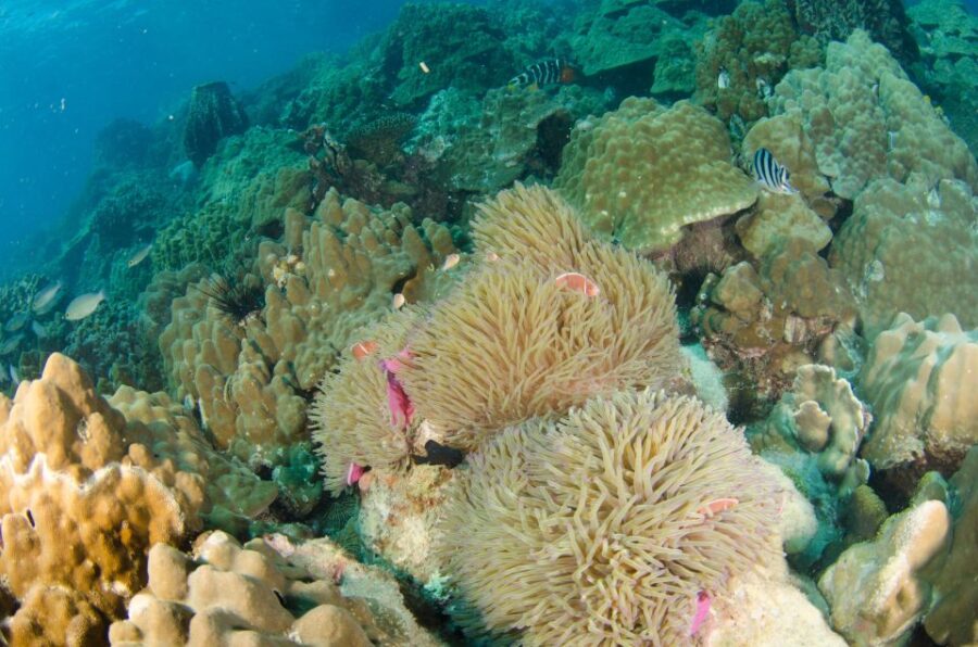 2 Best Scuba Diving Experiences In Ko Rang