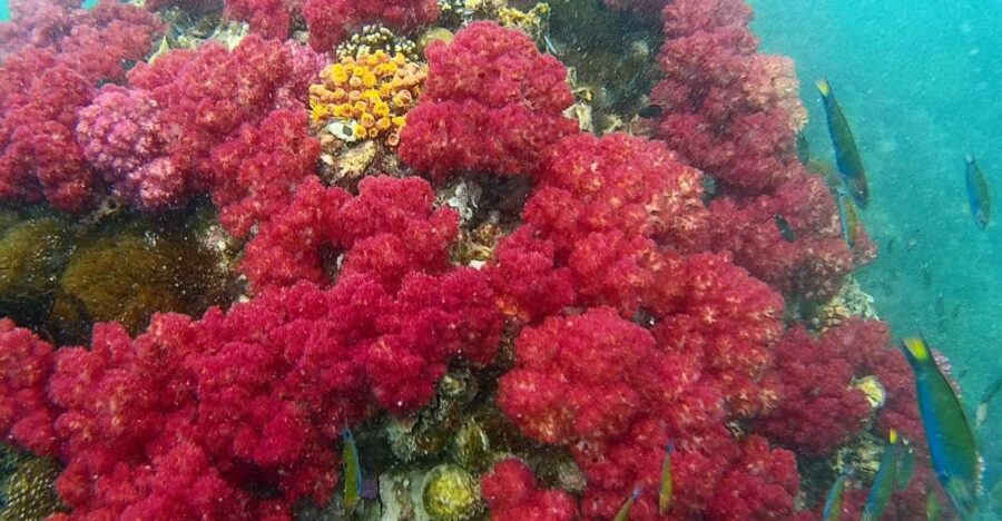 Koh Lipe Snorkeling Trip 6 Hours Trip1 - Trip Overview and Details