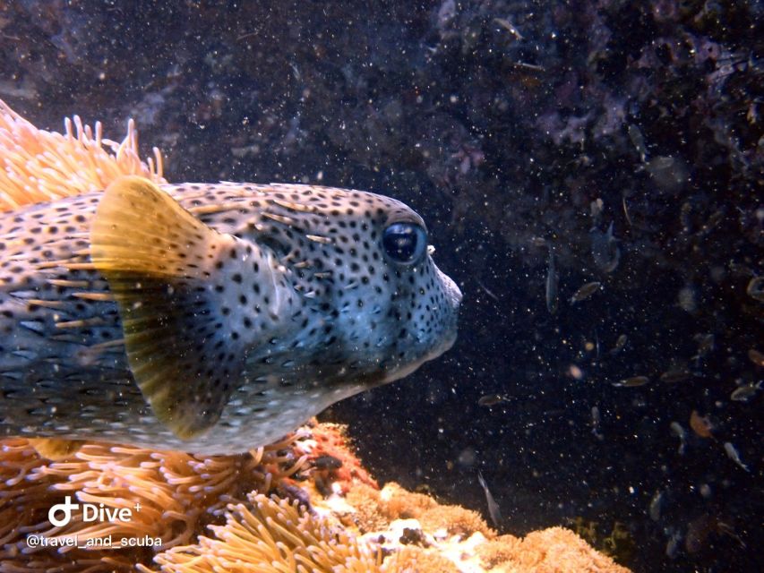 Koh Samui: Dive Trip Experience in Koh Tao