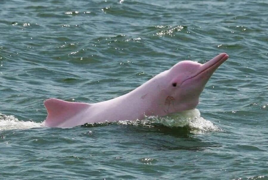 Koh Samui: Pink Dolphin Spotting & Pig Island Speedboat Tour