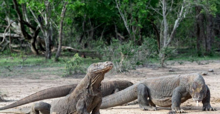 Komodo Island: 3D2N Private Speedboat, Land Tour & Hotel